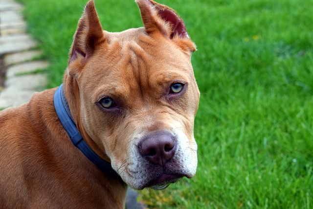 bimbo aggredito da due pit bull