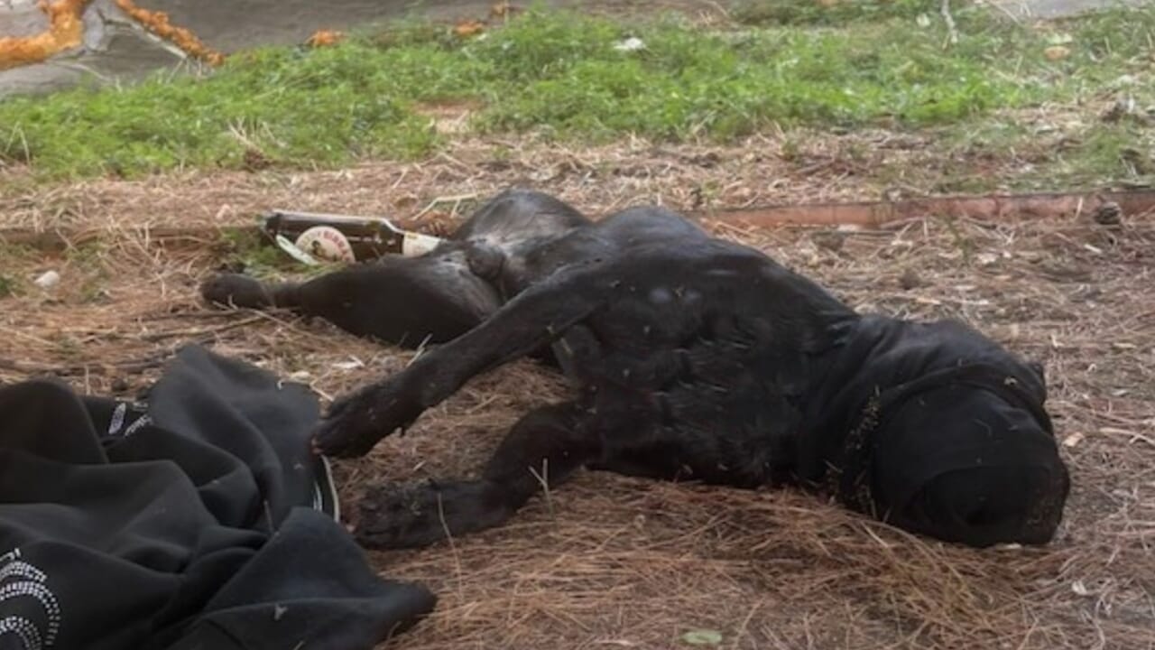 pit bull ucciso da poliziotto ad Ancona